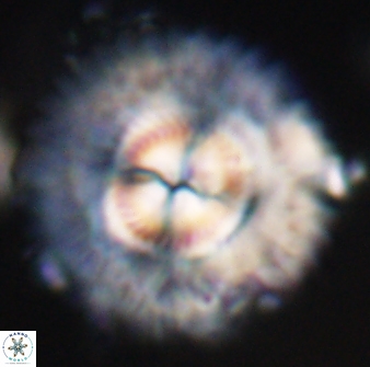 Senelia katapliktikos 33004