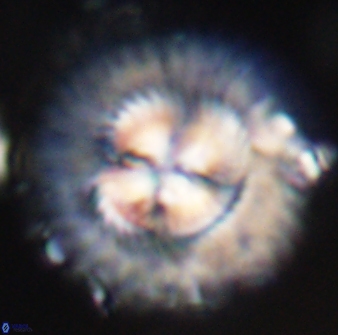 Senelia katapliktikos 33005