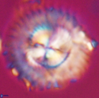 Senelia katapliktikos 33006