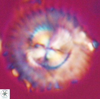Senelia katapliktikos 33006