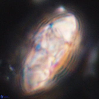 Senelia katapliktikos 33013