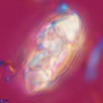 Senelia katapliktikos 33014