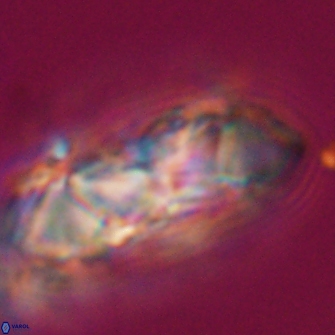 Senelia katapliktikos 33026