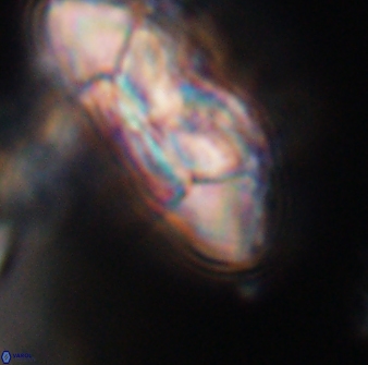 Senelia katapliktikos 33038