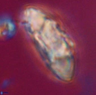 Senelia katapliktikos 33039