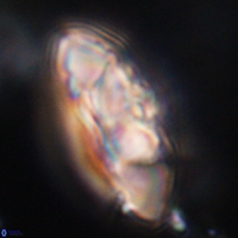 Senelia katapliktikos 33044