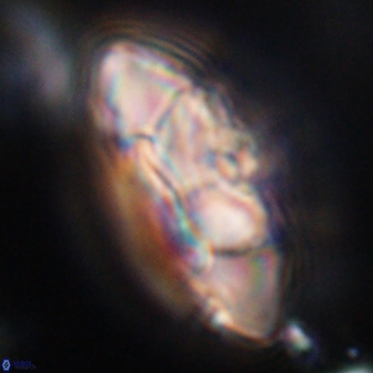 Senelia katapliktikos 33046