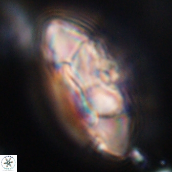 Senelia katapliktikos 33046