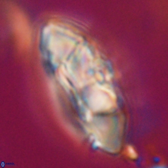 Senelia katapliktikos 33047