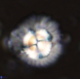 Senelia katapliktikos 43651