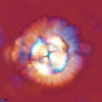 Senelia katapliktikos 43652