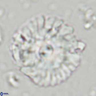 Senelia katapliktikos 43654