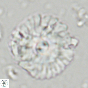 Senelia katapliktikos 43654