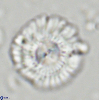 Senelia katapliktikos 43655