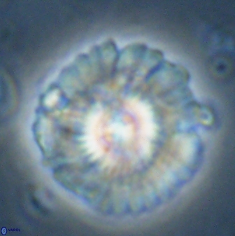 Senelia katapliktikos 43656