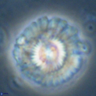 Senelia katapliktikos 43658