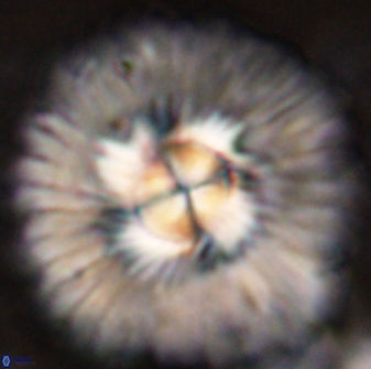 Senelia katapliktikos 45363