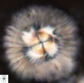 Senelia katapliktikos 45363