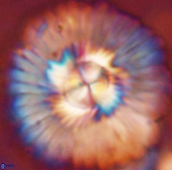 Senelia katapliktikos 45364