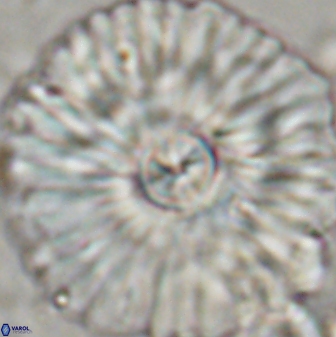 Senelia katapliktikos 45365