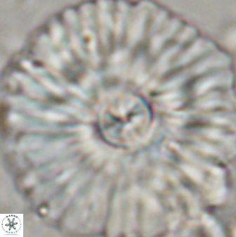 Senelia katapliktikos 45365
