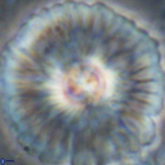 Senelia katapliktikos 45366