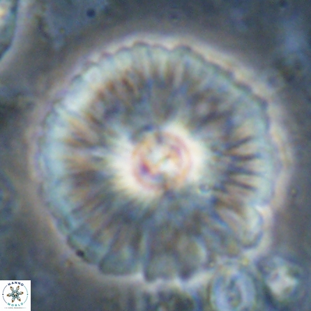 Senelia katapliktikos 45367