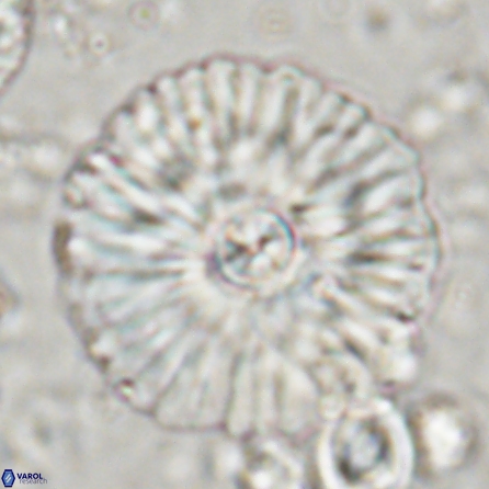 Senelia katapliktikos 45368