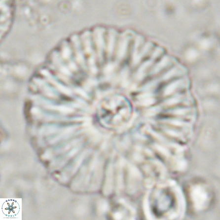 Senelia katapliktikos 45368
