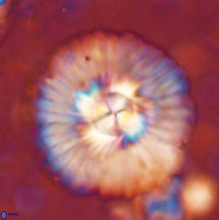 Senelia katapliktikos 45369