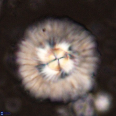 Senelia katapliktikos 45370