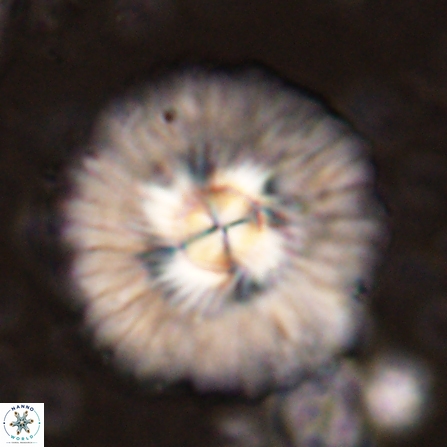 Senelia katapliktikos 45370