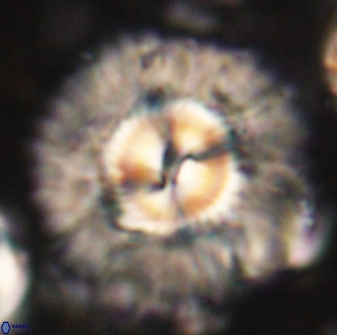 Senelia katapliktikos 59775