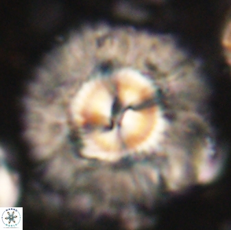 Senelia katapliktikos 59775