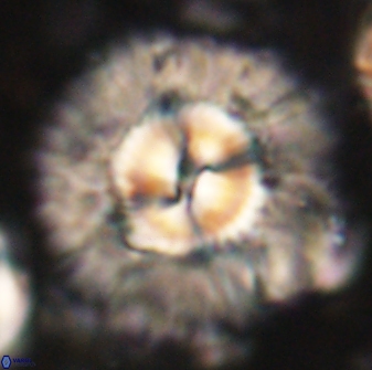 Senelia katapliktikos 59778