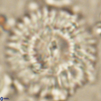 Senelia katapliktikos 59779