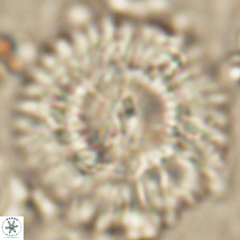 Senelia katapliktikos 59779