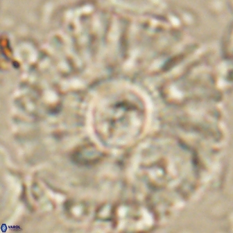 Senelia katapliktikos 59782