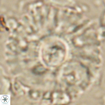 Senelia katapliktikos 59782
