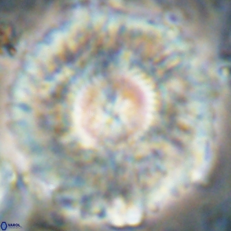 Senelia katapliktikos 59789