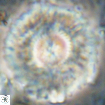 Senelia katapliktikos 59789