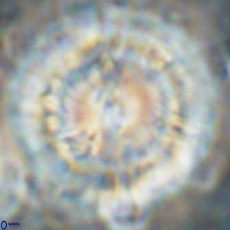 Senelia katapliktikos 59790