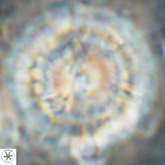 Senelia katapliktikos 59790