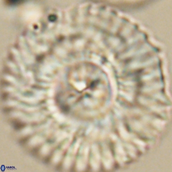 Senelia katapliktikos 66985