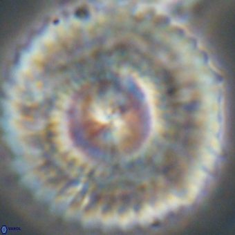 Senelia katapliktikos 66990