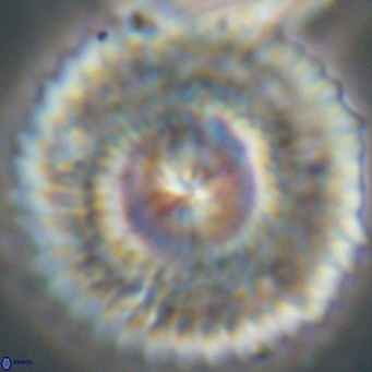 Senelia katapliktikos 66991