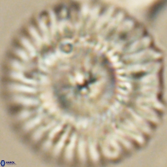 Senelia katapliktikos 66992