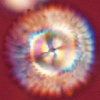 Carlamuelleria katapliktikos 67033