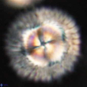 Senelia katapliktikos 66994