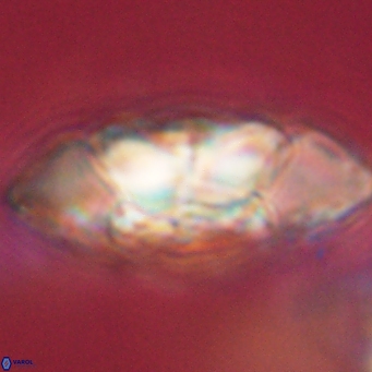 Senelia katapliktikos 66996